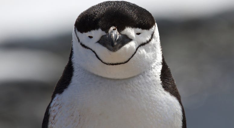 chinstrap penguin