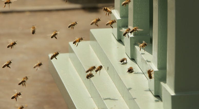 bees