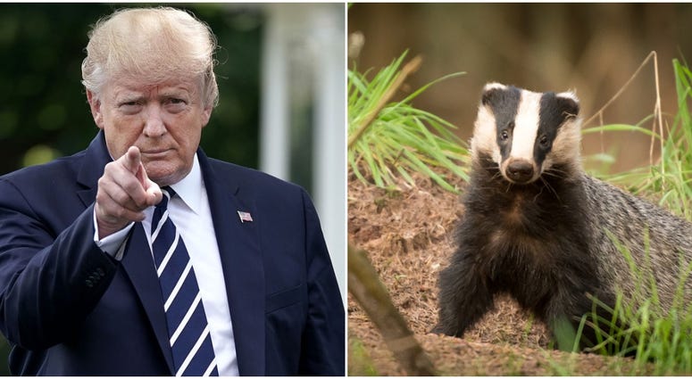 Trump and Badger