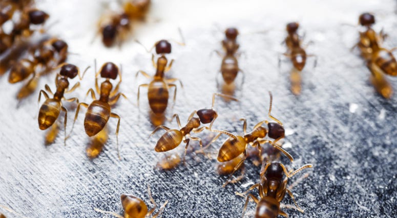ants