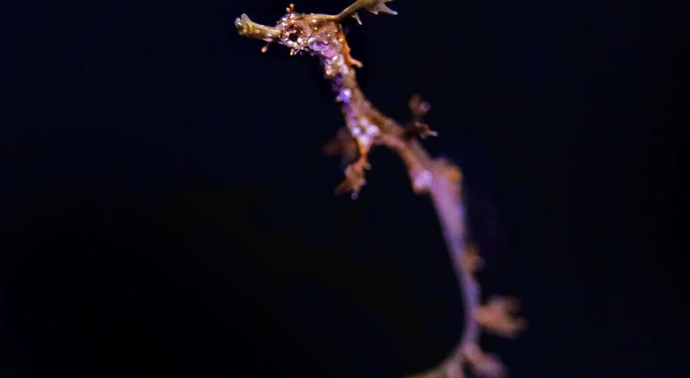 AP