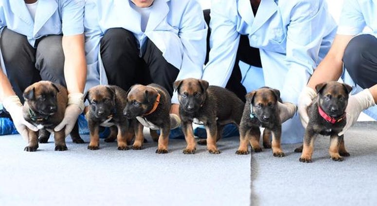 Beijing Municipal Public Security Bureau shows puppies, part of the cloned police dog program, lined up for a group photo at the bureau's police dog base.