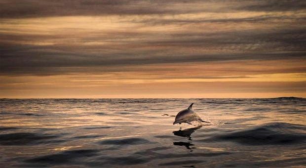 A photo from the island's tourism site shows a "common dolphin on route to the Great Blasket Island by George Karbus."