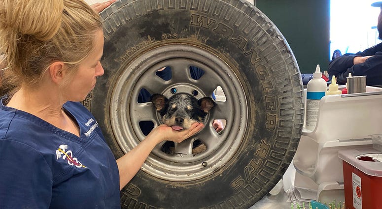 Riverside County Animal Services