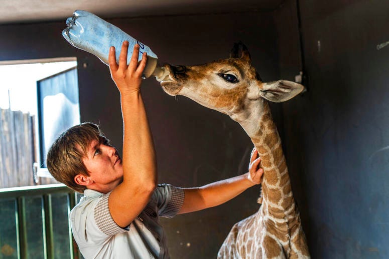 In this Friday Nov 22, 2019 file photo, Janie Van Heerden feeds Jazz, a nine-day-old giraffe at the Rhino orphanage in the Limpopo province of South Africa.