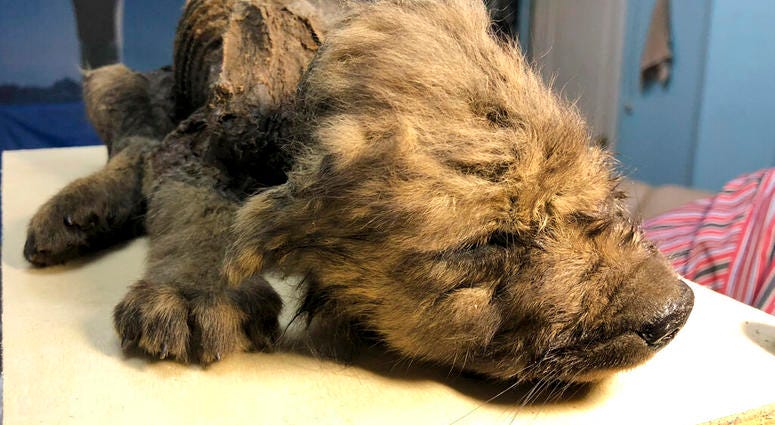 This is a handout photo taken on Monday, Sept. 24, 2018, showing a 18,000 years old Puppy found in permafrost in the Russia's Far East, on display at the Yakutsk's Mammoth Museum, Russia.