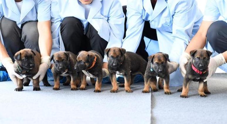 Beijing Municipal Public Security Bureau shows puppies, part of the cloned police dog program, lined up for a group photo at the bureau's police dog base.