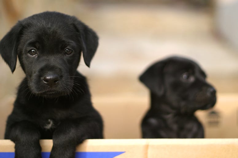 What kind of puppy? What kind of puppy are you?