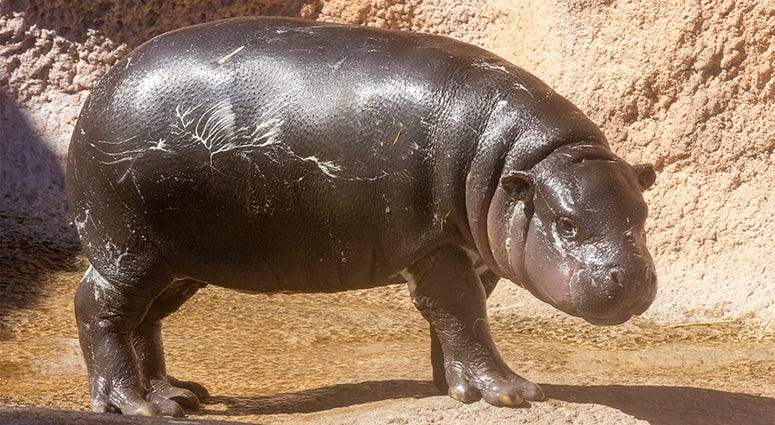 baby pygmy hippo baby pygmy hippo