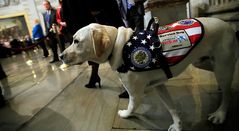 Sully, former President George H.W. Bush's service dog Sully, former President George H.W. Bush's service dog