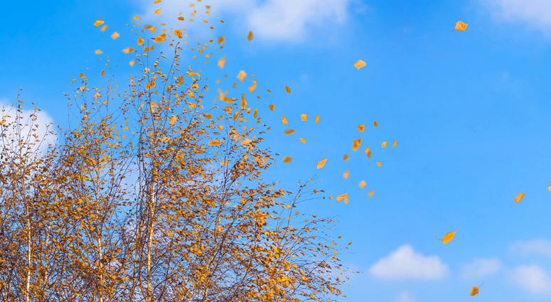 Fall Wind Fall Wind