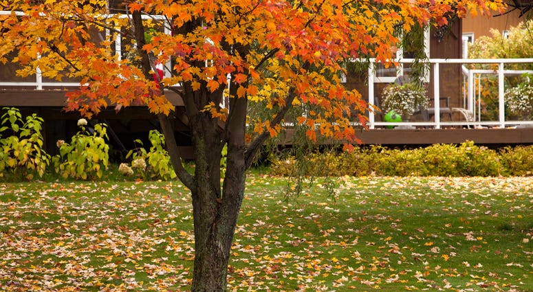 Fall Trees Fall Trees