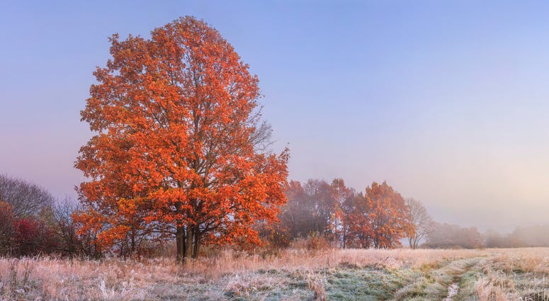 Frost In a Pasture Frost In a Pasture