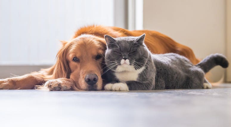 Dog & Cat Dog & Cat Are Friends