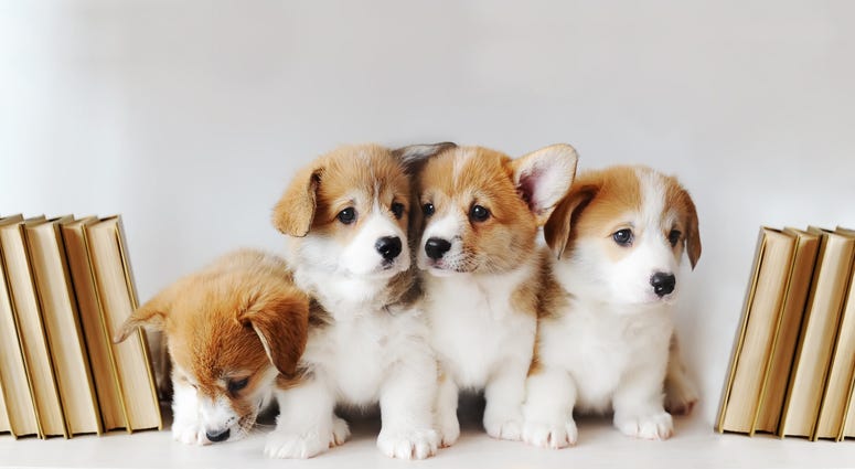 Puppy Puppy