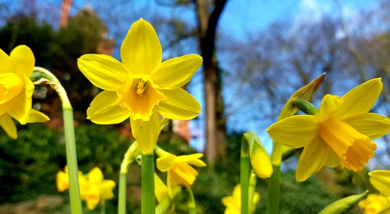 yellow Daffodils yellow Daffodils