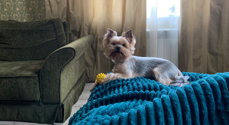 Yorkshire terrier Yorkshire terrier