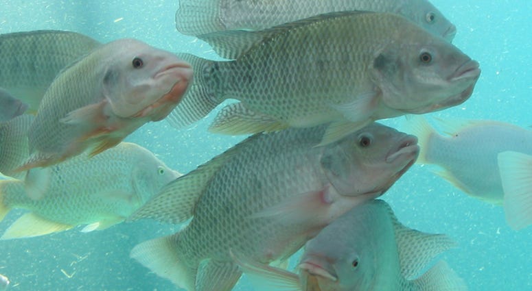 Tilapia Tilapia
