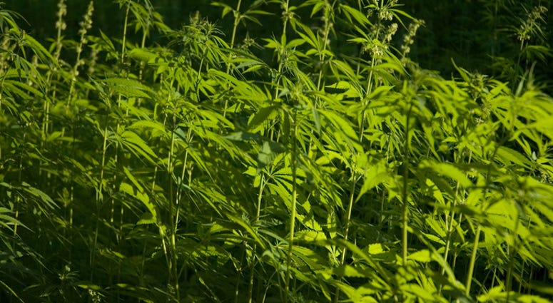 Hemp cultivation for non-drug uses Hemp cultivation for non-drug uses