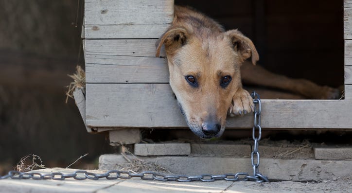 chained up dog chained up dog