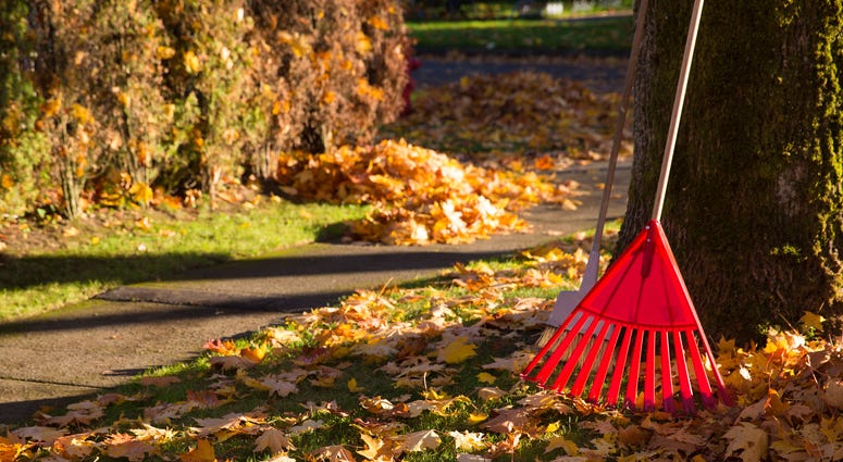 autumn leaves autumn leaves