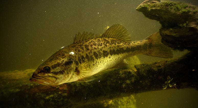 Bass Fish Bass Fish