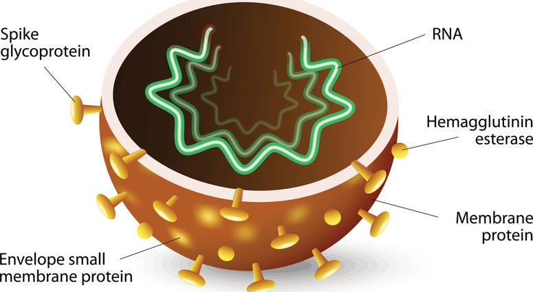 The inside of a Coronavirus The inside of a Coronavirus