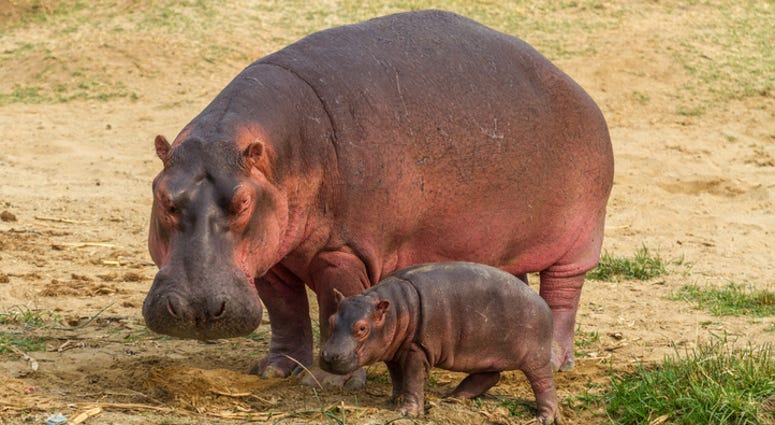 Hippo with baby hippo Hippo with baby hippo