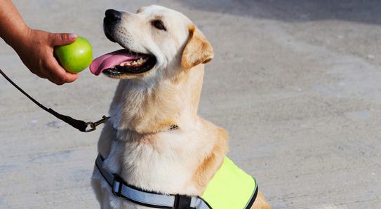 Service Dog Service Dog