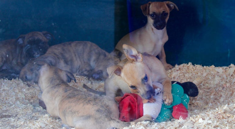 Puppies in a pet store Puppies in a pet store
