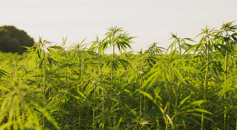 Industrial hemp Industrial hemp