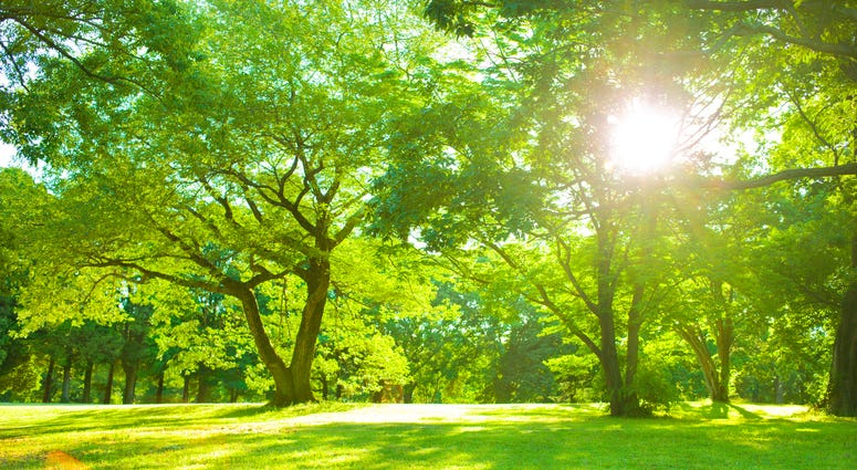 Summer, Summer Sun Summer, Summer Sun