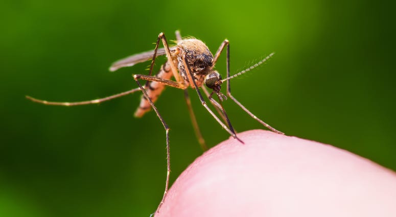 Mosquito Mosquito