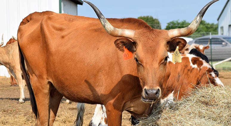 Longhorn Cattle Longhorn Cattle