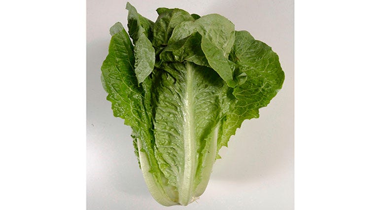 Romaine Lettuce Romaine Lettuce