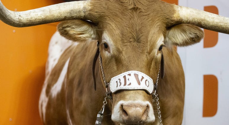 Bevo, Texas Longhorns Bevo, Texas Longhorns
