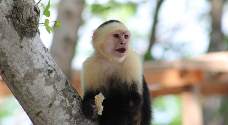 Man arrested with capuchin monkey Man arrested with capuchin monkey