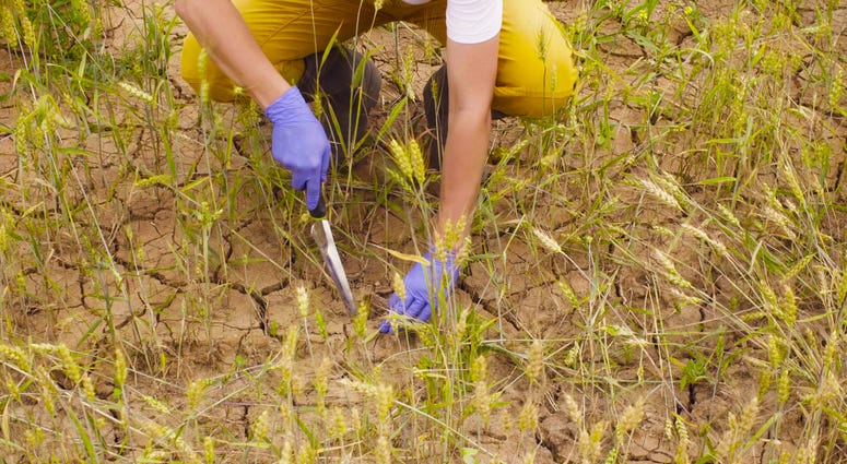 Soil Sample Soil Sample