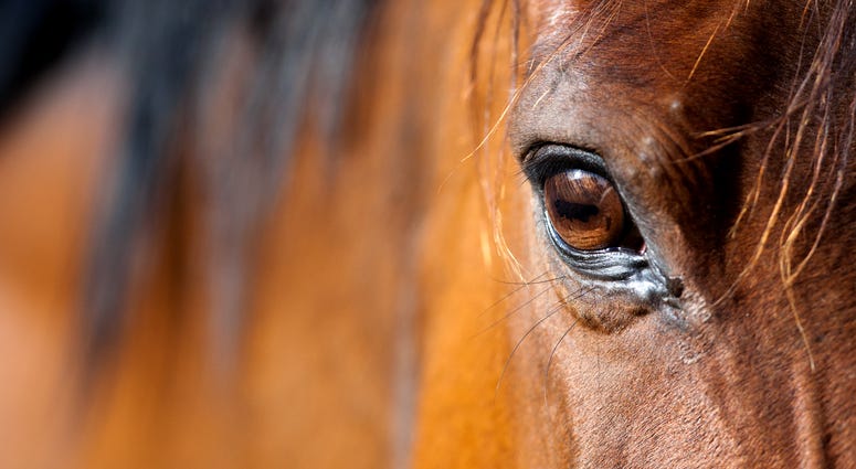 Horse Horse