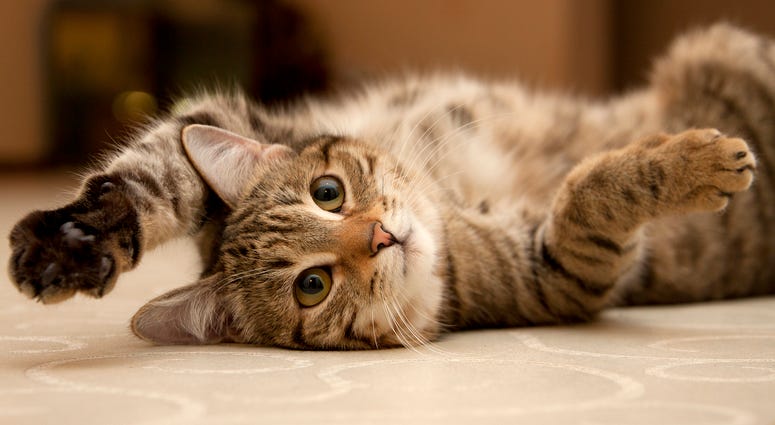 Cat Cat