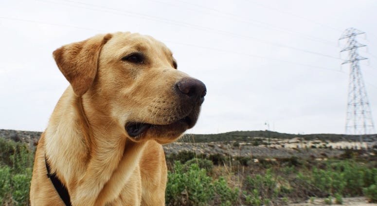 Yellow Lab Yellow Lab