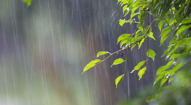Rain Rain