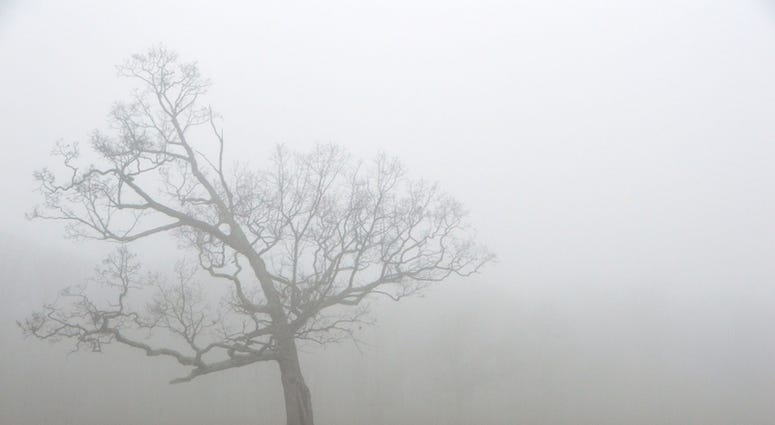 Fog Fog