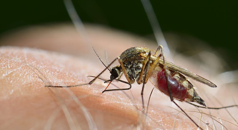 Mosquito Mosquito