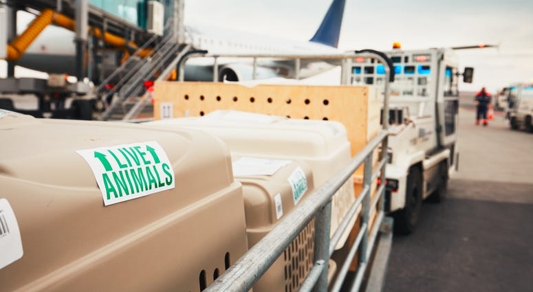 Travel, Pets Travel, Pets