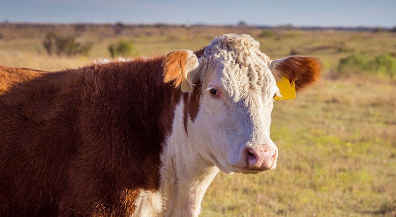 Cow Cow