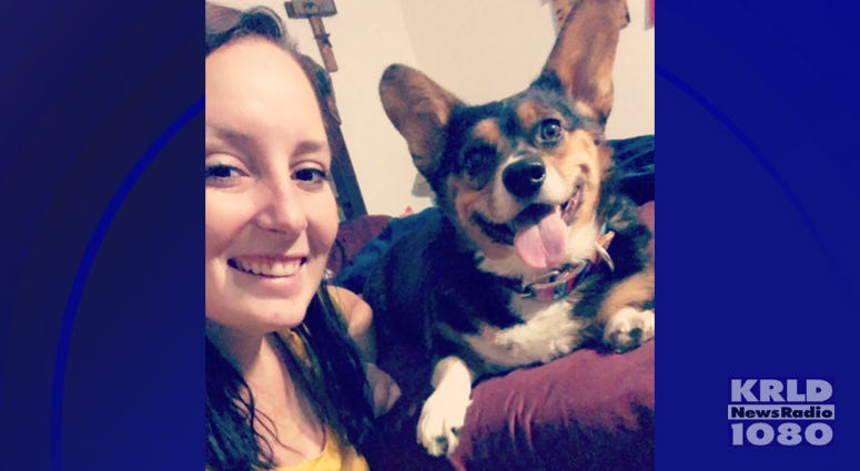 emotional support Corgi emotional support Corgi