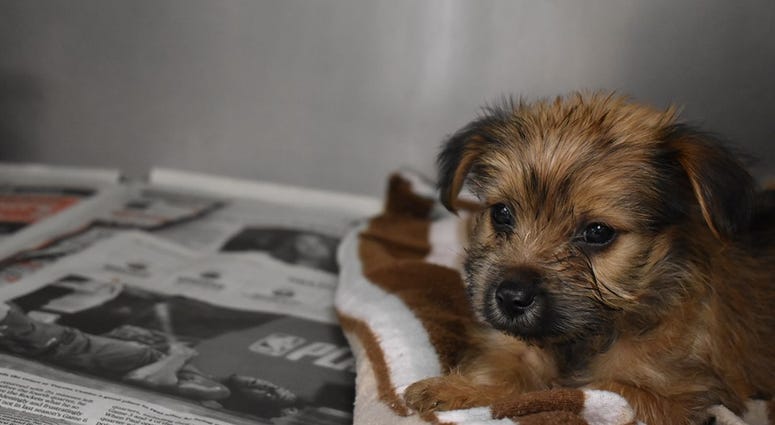 Houston Humane Society