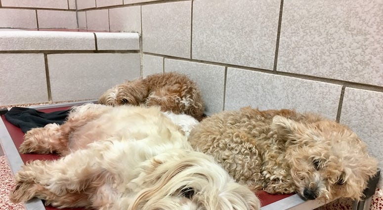 Houston Humane Society