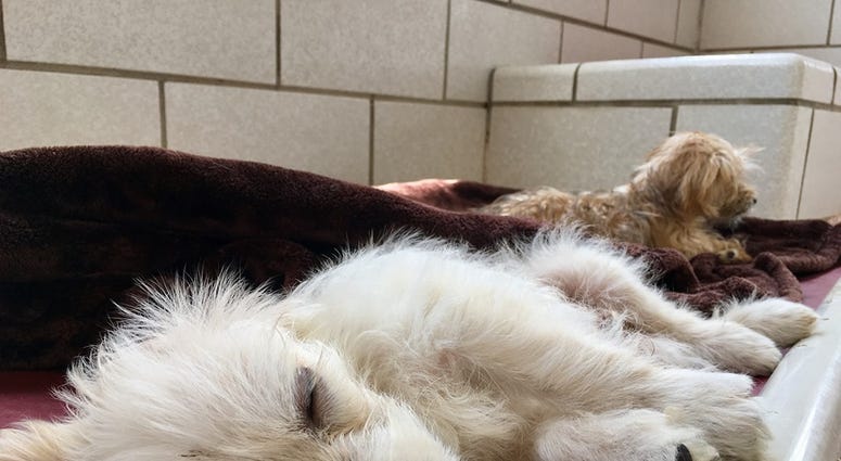 Houston Humane Society